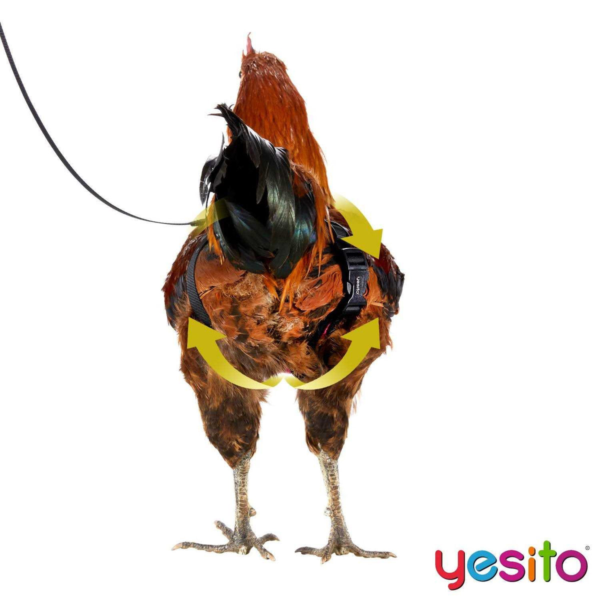 Chicken Harness with 6ft Leash U93136