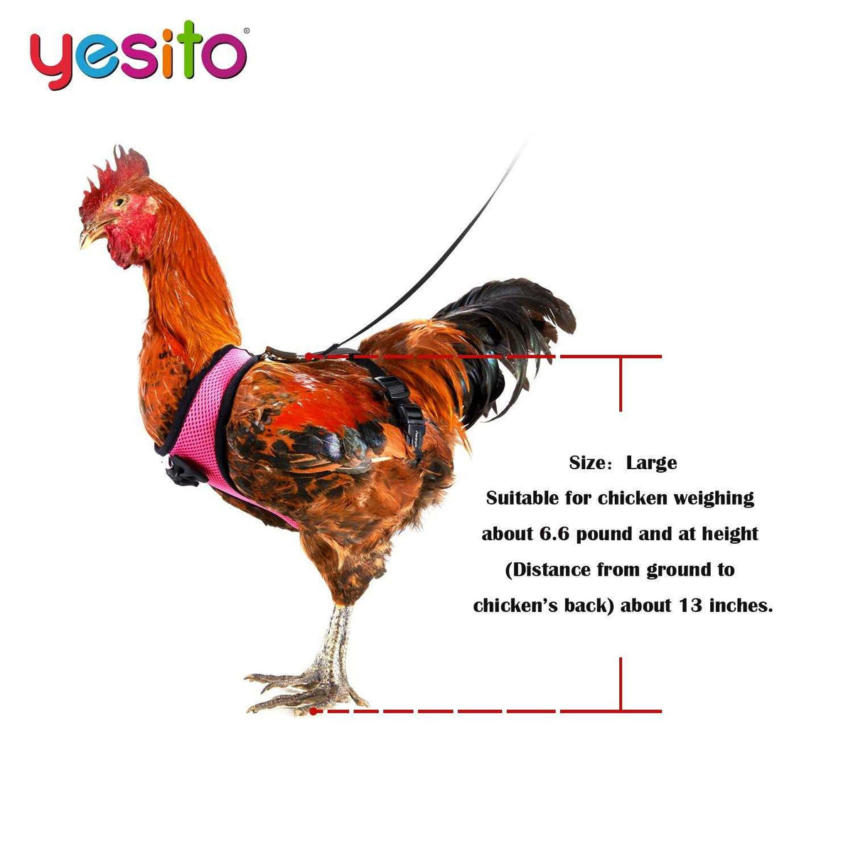 Chicken Harness with 6ft Leash U93136