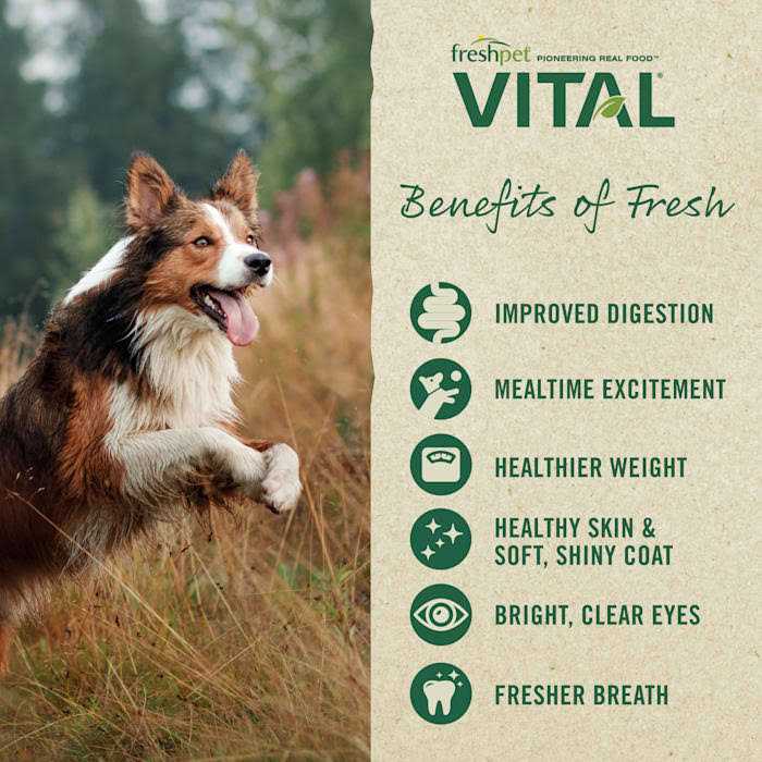 Grain-Free Beef & Bison Fresh Dog Food E179