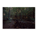 Canvas Art X817