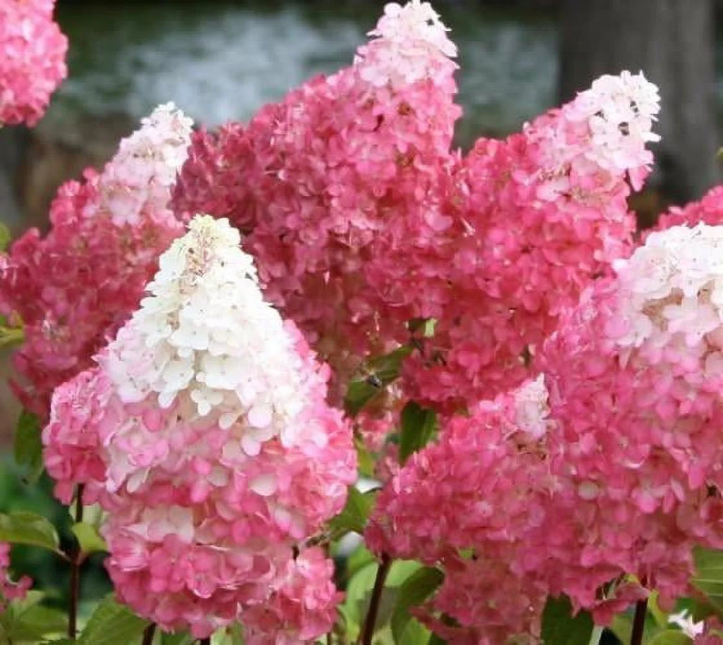 Vanilla Strawberry Panicle Hydrangea Live Plant E805474