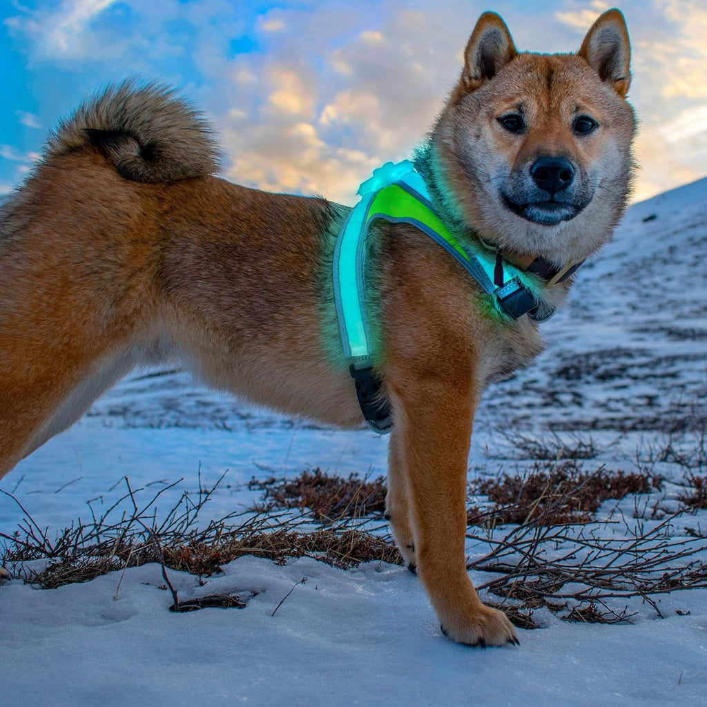 Multicolor LED Reflective Dog Harness Medium Pack of 2 C85878