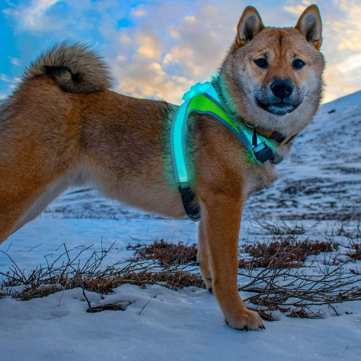 Multicolor LED Reflective Dog Harness Medium Pack of 2 C85878