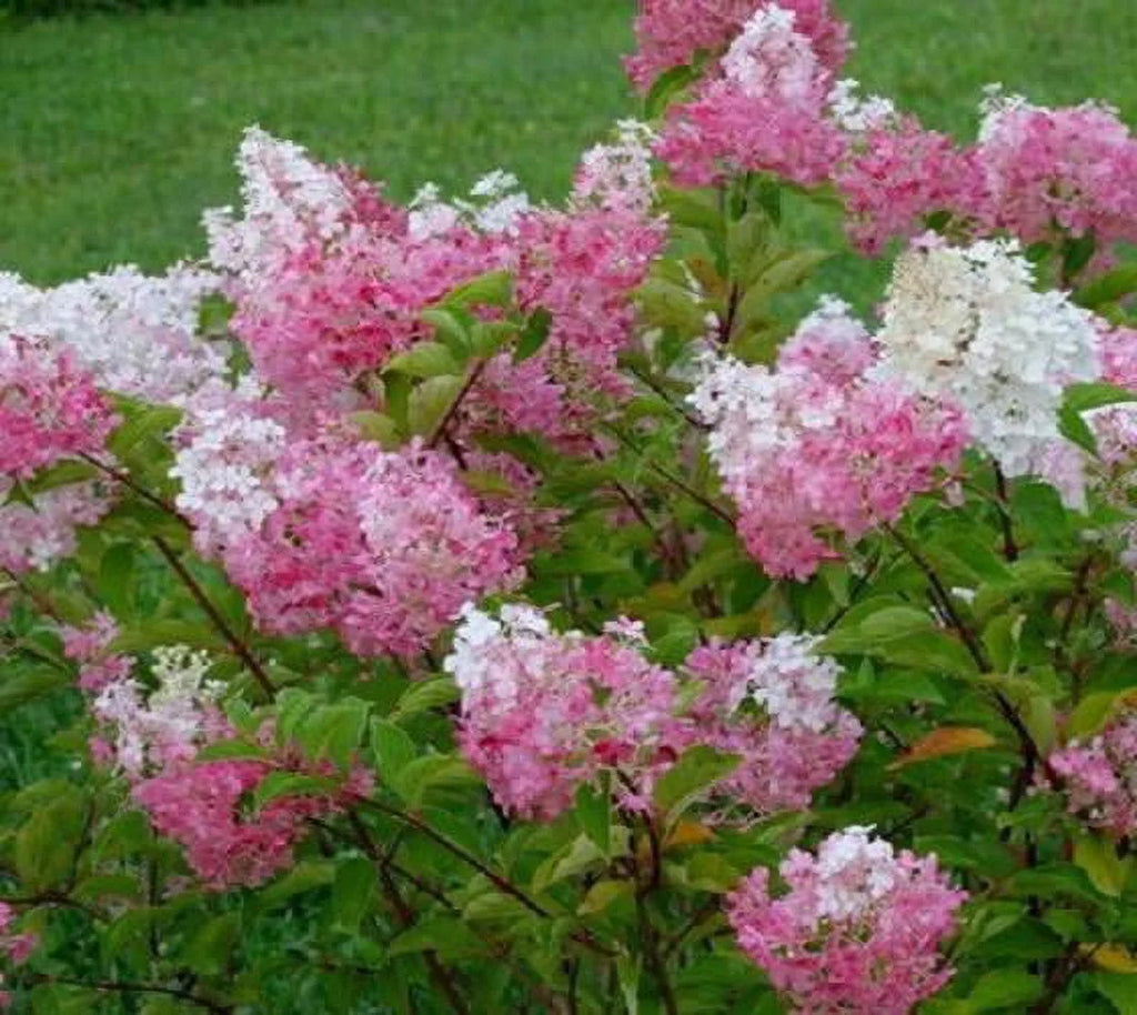 Vanilla Strawberry Panicle Hydrangea Live Plant E805474