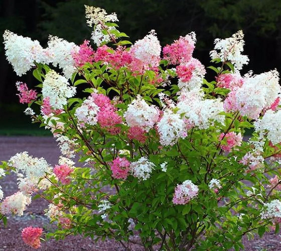 Vanilla Strawberry Panicle Hydrangea Live Plant E805474