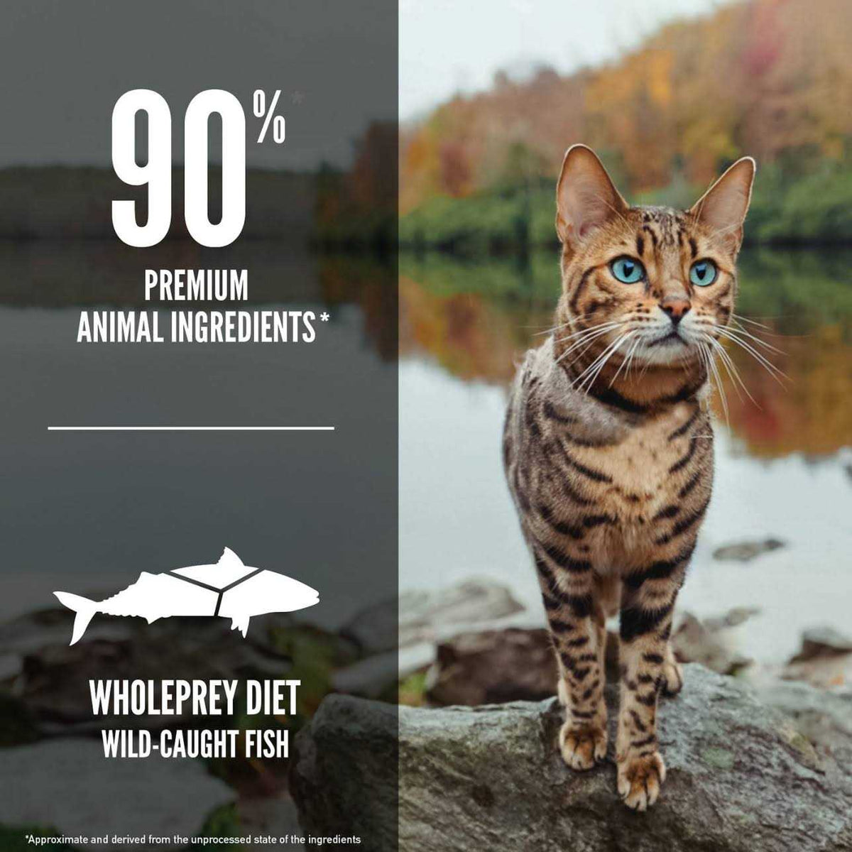Six Fish Cat Dry Food Z286