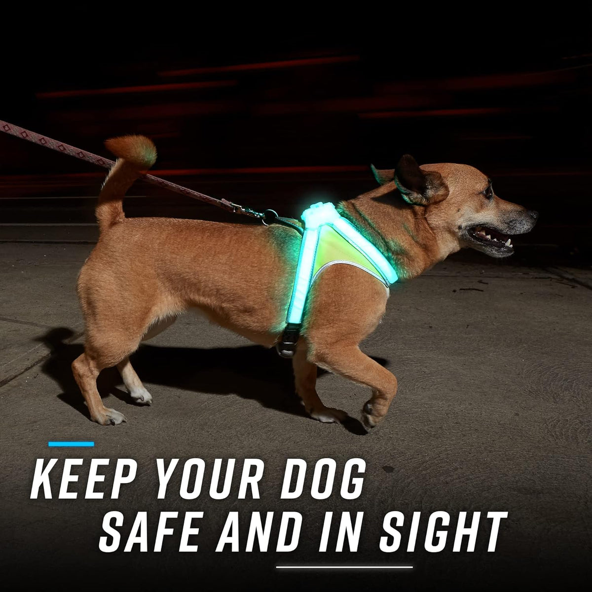 Multicolor LED Reflective Dog Harness Medium Pack of 2 C85878