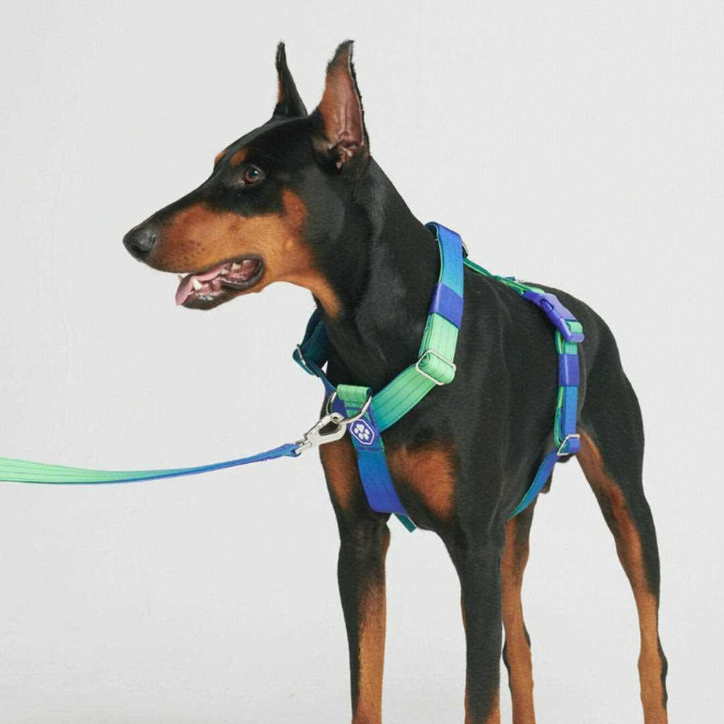 No-Pull Dog Harness D669935