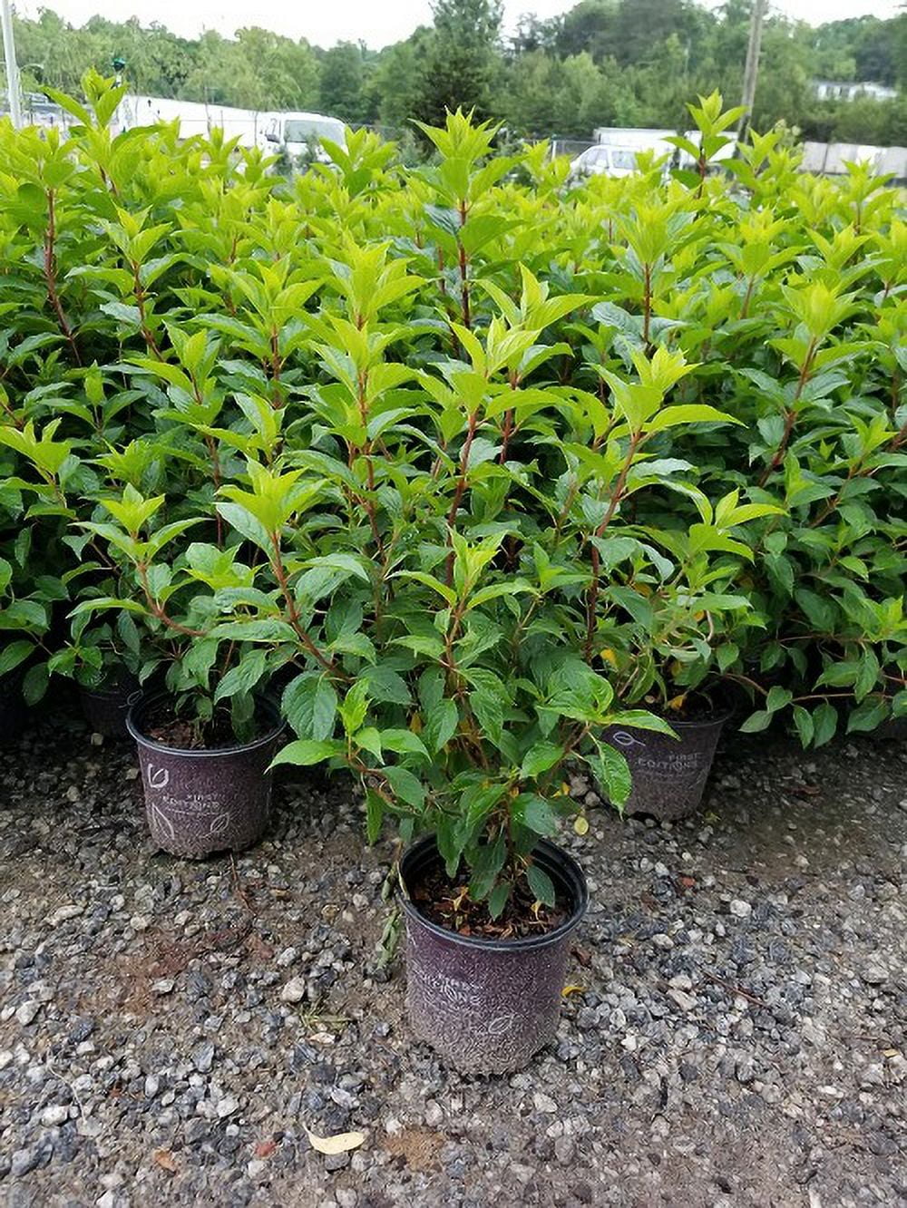 Vanilla Strawberry Panicle Hydrangea Live Plant E805474