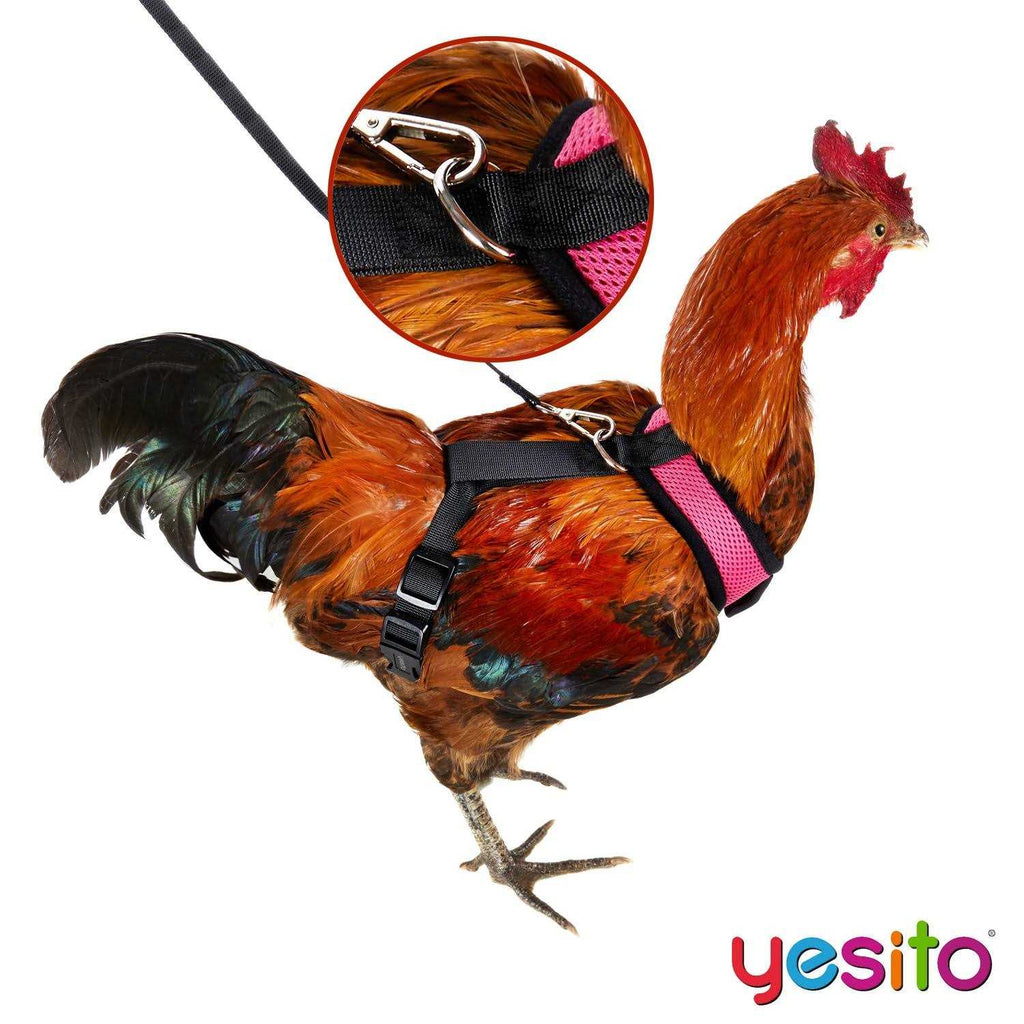 Chicken Harness with 6ft Leash U93136