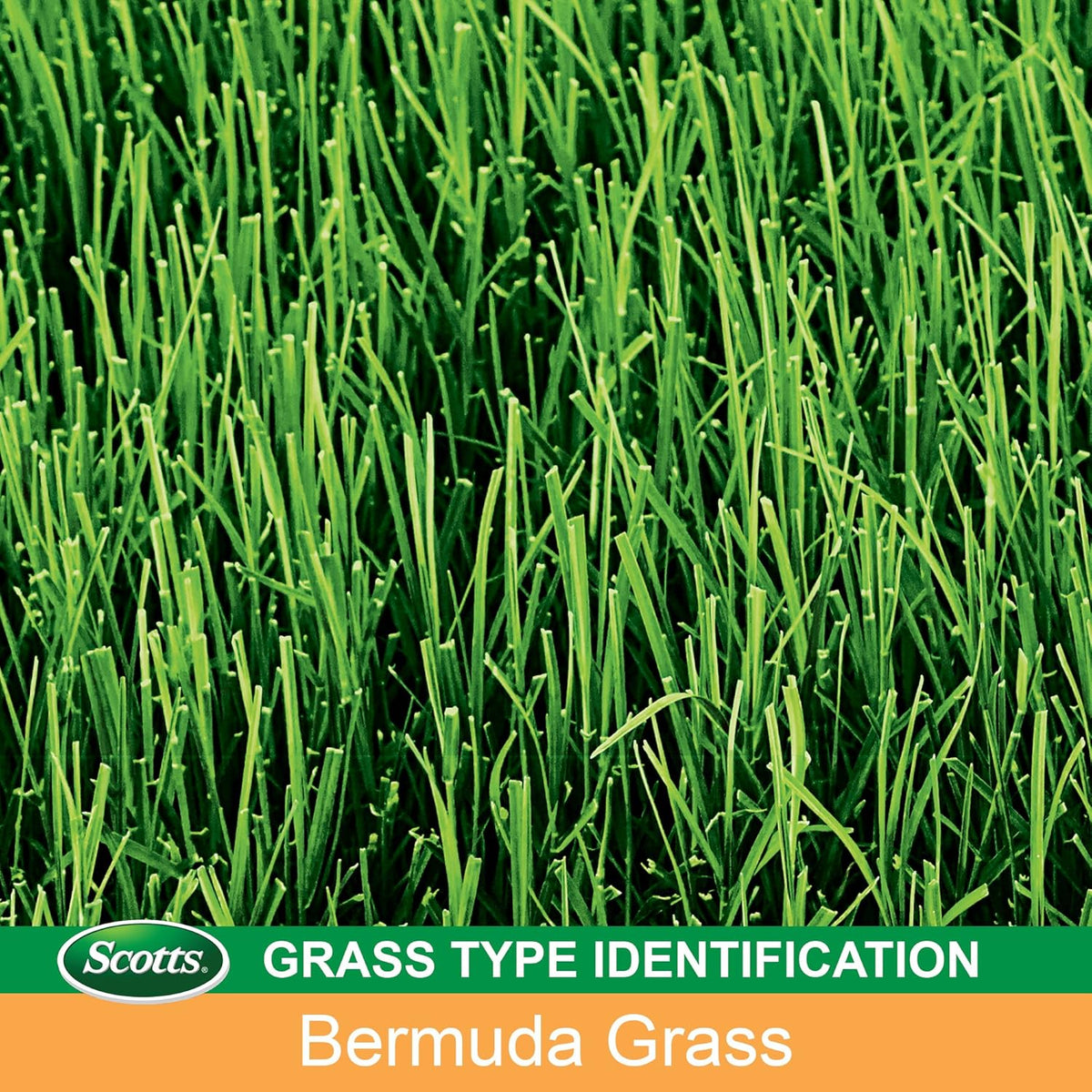 5 lbs. Bermudagrass Grass Seed S467264
