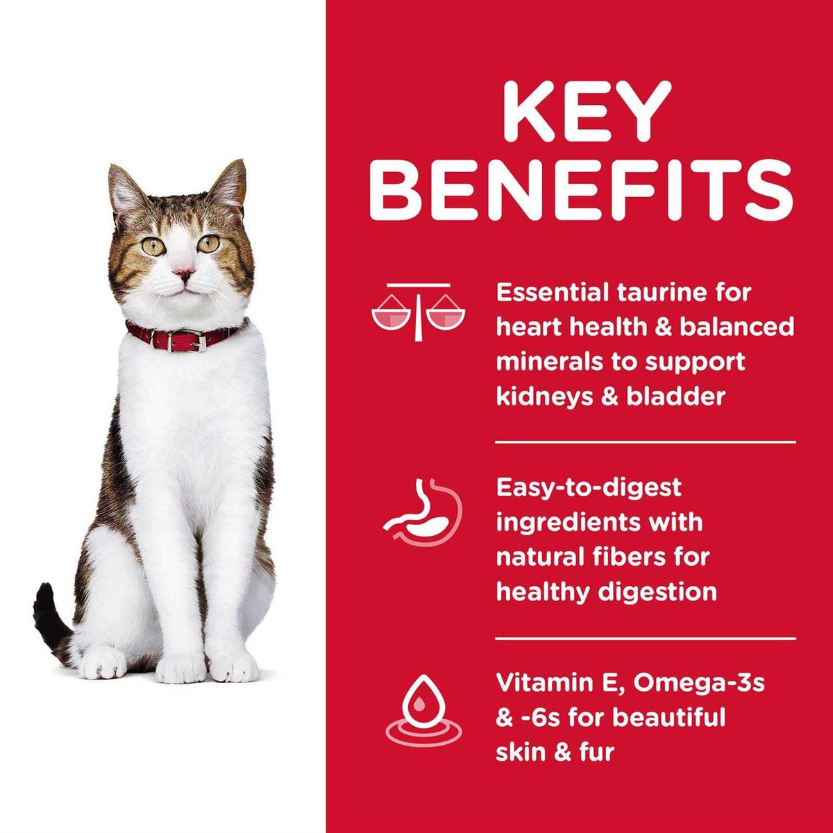 Chicken Recipe Dry Cat Food F270697