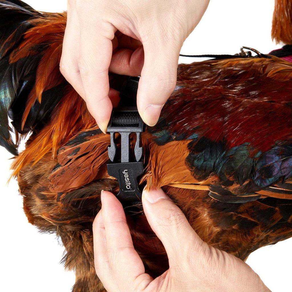 Chicken Harness with 6ft Leash U93136