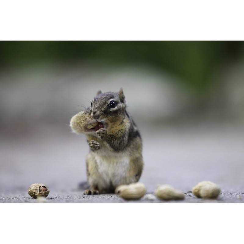 Extra Large Virginia Peanuts G66346