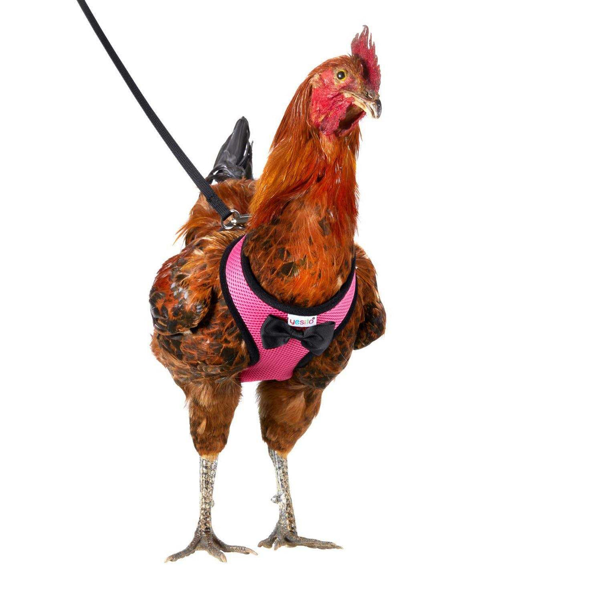 Chicken Harness with 6ft Leash U93136